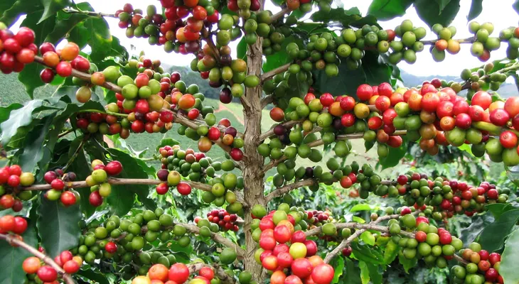 Día del café en República Dominicana