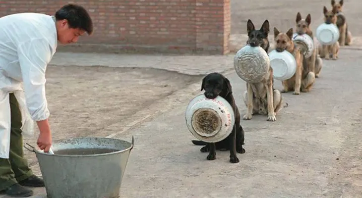 "Perros policías" hacen cola de forma más educada que mucha gente