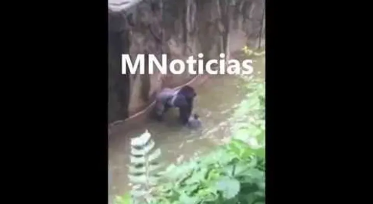VIDEO DRAMÁTICO: Un niño cae al foso de un gorila en un zoológico y lo matan para salvar al menor