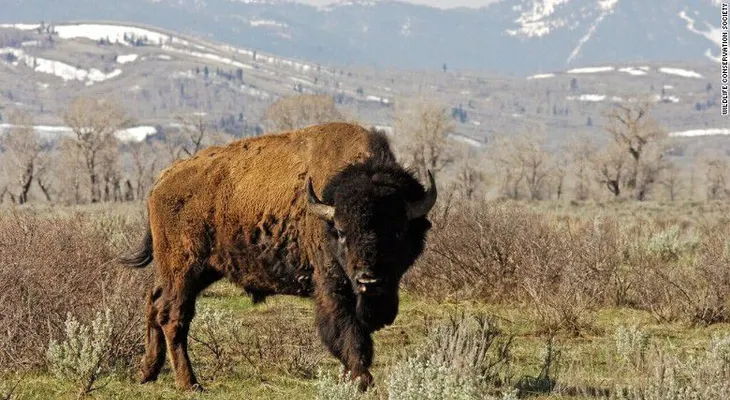 El bisonte es el nuevo animal nacional de Estados Unidos