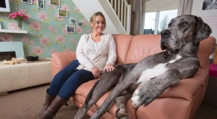 Conoce a Freddy, el perro más grande del mundo