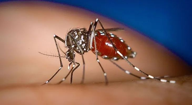 Datos sobre el virus del chinkinguya que afecta a la Republica Dominicana