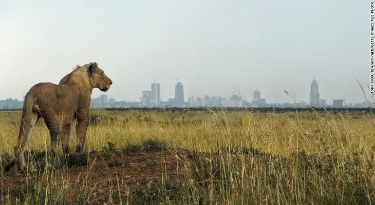 Un grupo de leones que se escaparon de un parque natural andan sueltos en la ciudad