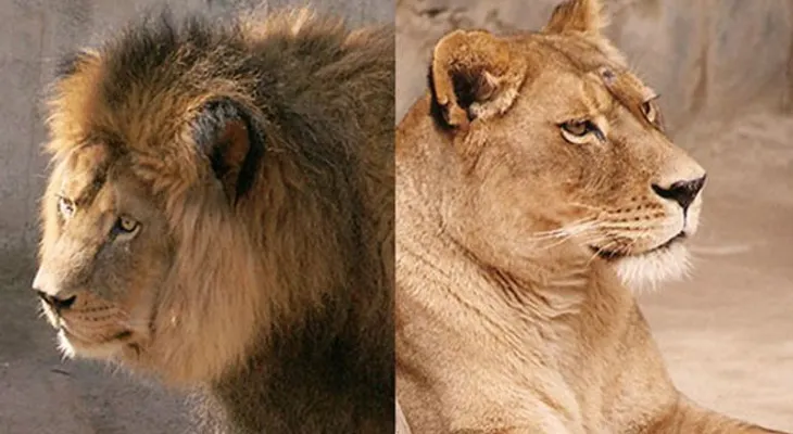 La trágica historia del joven suicida que se lanzó a una jaula de leones en Chile 