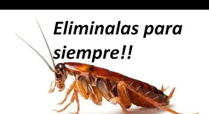 Este nuevo truco hace desaparecer las cucarachas de tu casa para siempre