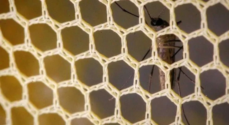 EE.UU. no ve impacto ambiental en usar mosquitos transgénicos contra el zika