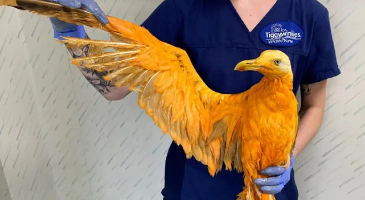 Pensó haber encontrado una nueva especie de ave exótica?