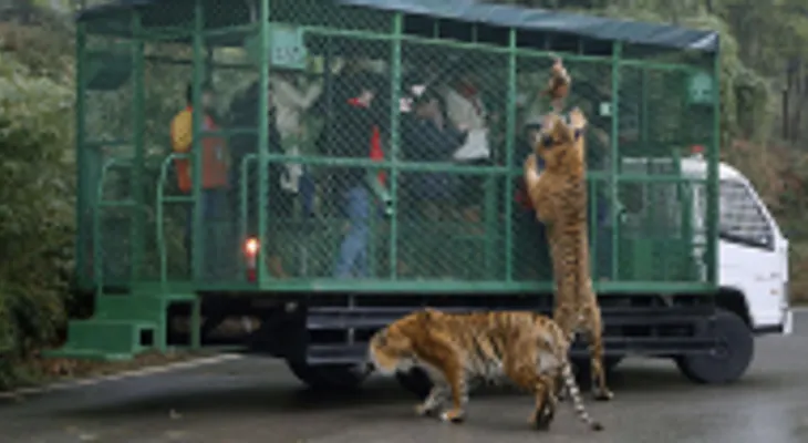 En un zoológico chino los enjaulados no son los animales