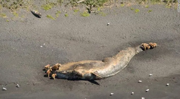 ¿Qué está matando a las ballenas de Alaska?