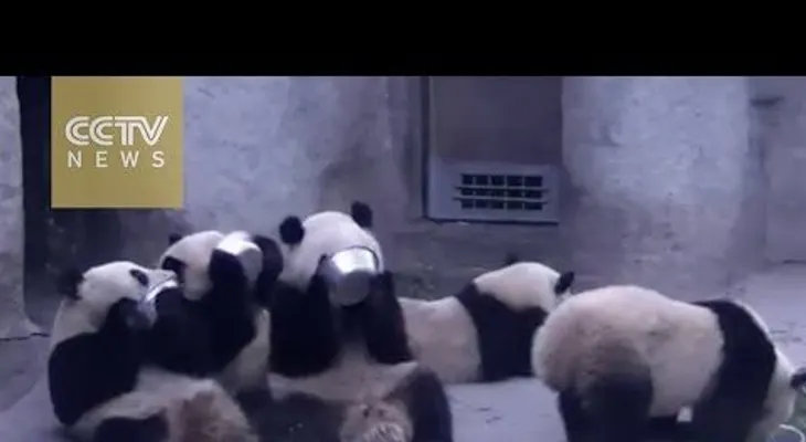 Estos pandas hambrientos de China no tienen tiempo ni para hablar