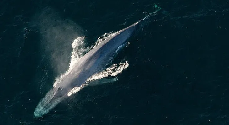 Ballena le da un golpe mortal a un hombre que la acababa de salvar