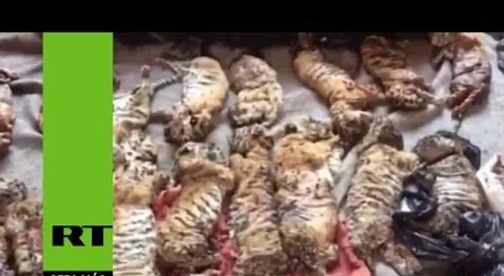 El macabro laboratorio budista: nuevos hallazgos en el Templo del Tigre agravan el escándalo