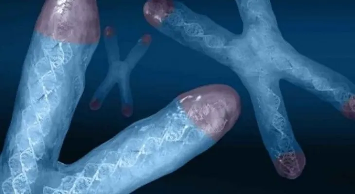 Adiós vejez: Descubren método seguro para rejuvenecer nuestro ADN