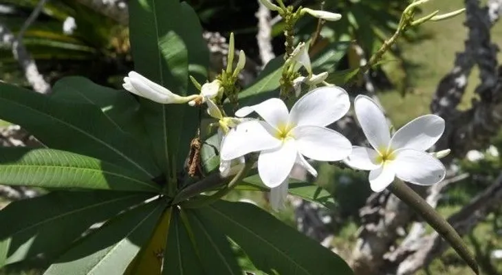 Jardín Botánico con entrada gratuita este domingo