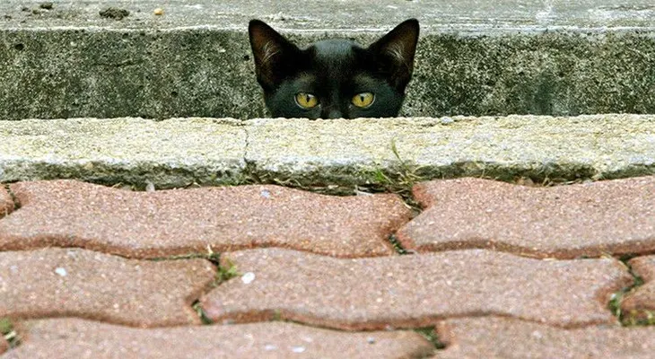 Twitter se llena de gatos con el fin de apoyar la operación antiterrorista en Bélgica
