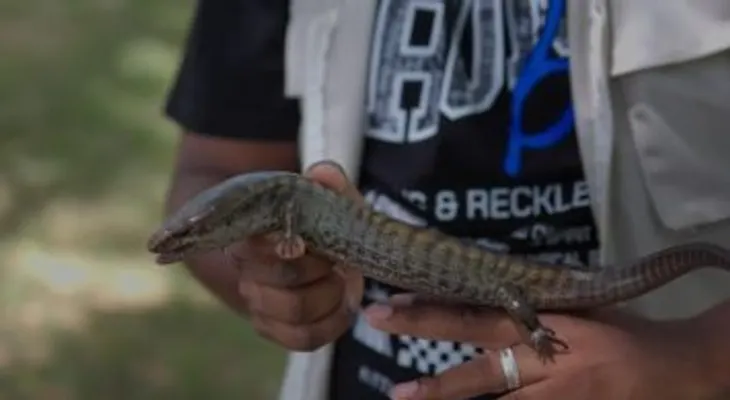 Hallan en La Humeadora dos ejemplares de lucia gigante, especie en peligro crítico de extinción