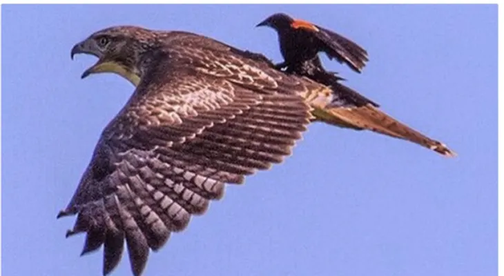 Pajaro cojiendo una bola encima de un halcón
