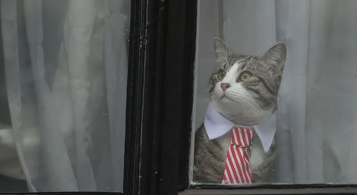 GatoLeaks: el gato de Assange se robó el show este lunes en la Embajada de Ecuador