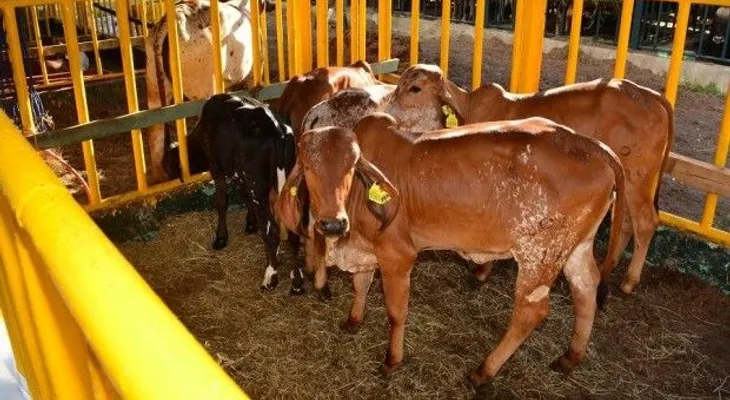 CEA destaca avances de reproducción animal en laboratorio de biotecnología