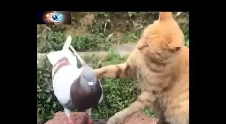 La tierna pelea entre un gato y una paloma que enloquece a las redes 