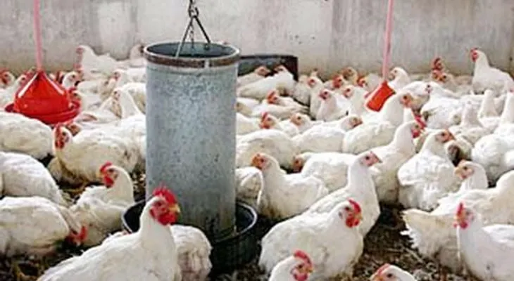 Productores Avícolas buscan diversificar mercado producción pollos y huevos