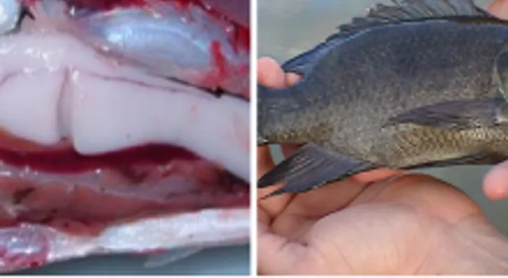 Por Qué Nunca Deberias Comer Tilapia!