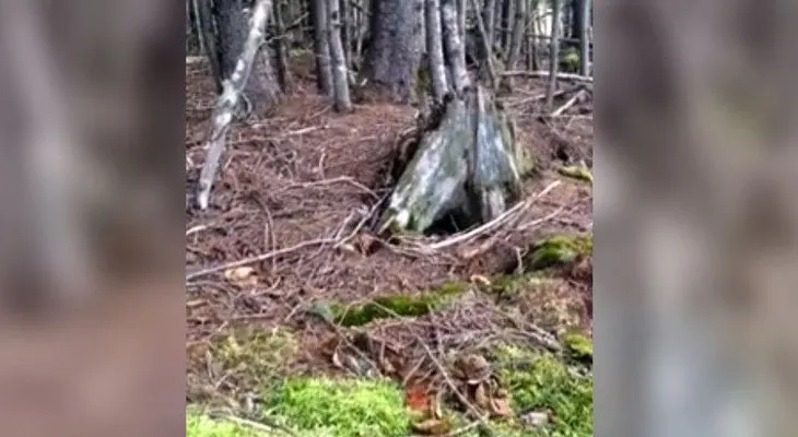 El movimiento del suelo de un bosque canadiense desconcierta en la Red (VIDEO)