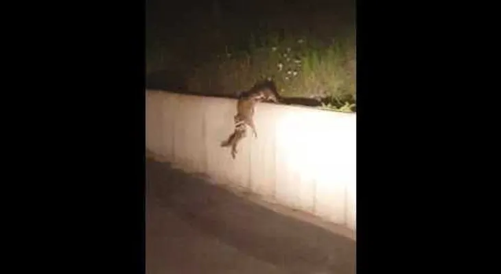 Una familia de mapaches supera los baches codo con codo