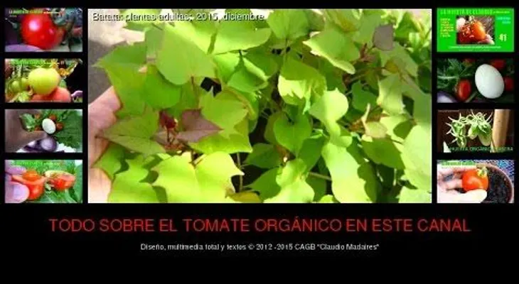 Todo lo que no conocías de la batata en detalles (VIDEO)