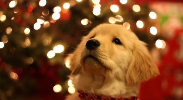 3 beneficios de tener una mascota en Navidad