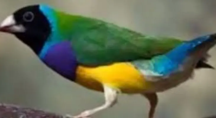 Gay denuncia funcionarios mandan a buscar pájaros (Video)