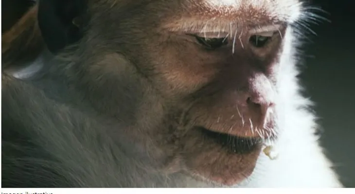 Un híbrido humano y chimpancé habría nacido en un laboratorio de EE.UU.