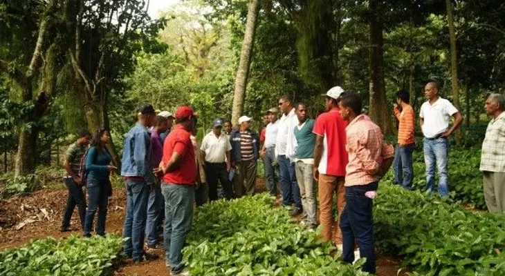 El Coniaf renueva cafetales con variedad usada en Enriquillo