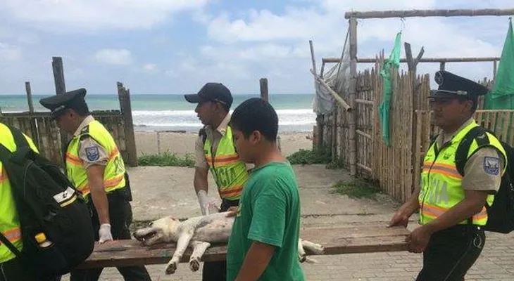 Han rescatado más de 200 perros tras el terremoto en Ecuador
