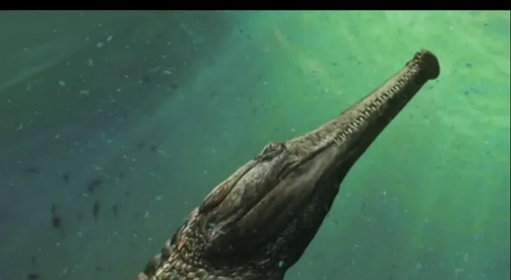 Encuentran fósiles de monstruosa especie de cocodrilo marino prehistórico
