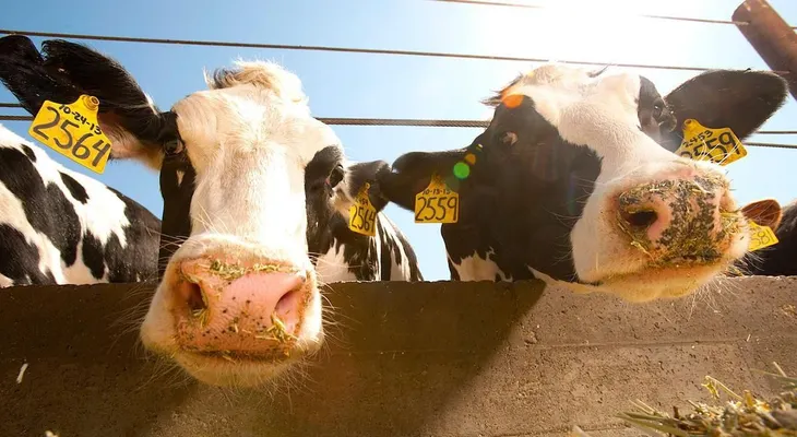¿Es una vaca o es una droga? La polémica sobre los animales con ADN modificado en EEUU