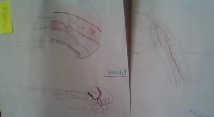 Medicina cardiometabólica y antiaging