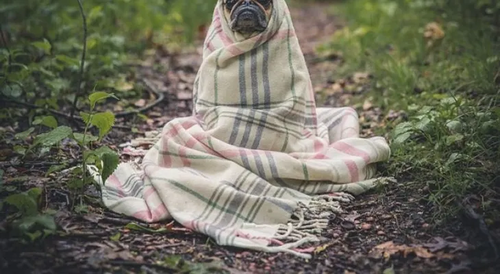 Hombre confiesa que abusó del perro de su novia, porque ella no respondió sus llamadas