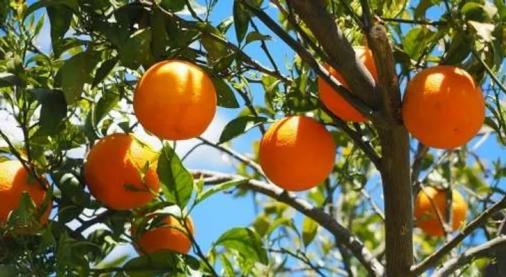 Alimentos para dejar de fumar