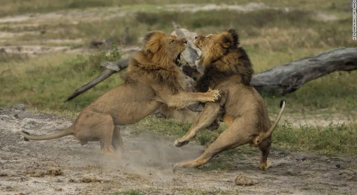 Leones matan a un búfalo frente a un grupo de turistas
