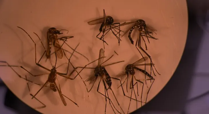 Dengue mutado amenaza 15 países, entre ellos: Brasil, India, Filipinas y RD