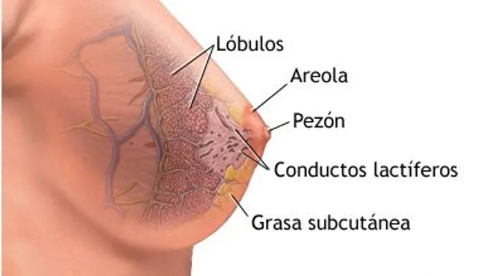 Senadora Cristina Lizardo: cáncer de mama detectado  a tiempo tiene remedio