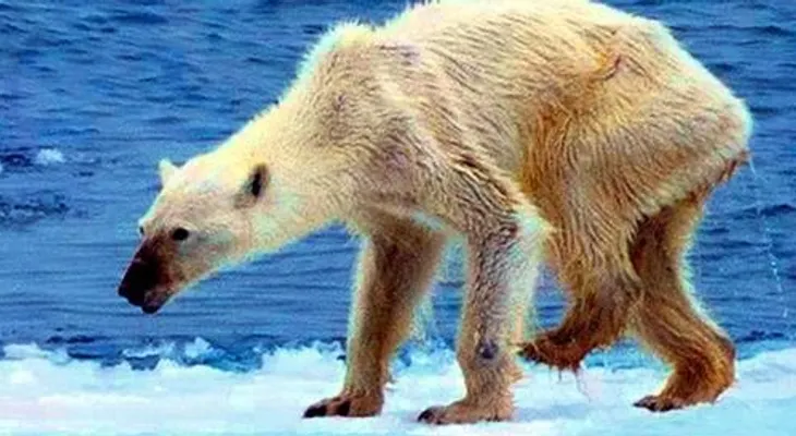 Indignación en redes por foto de oso polar desnutrida