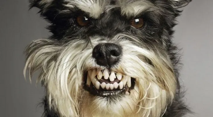 Rabia en perros y gatos: todo lo que hay que saber 