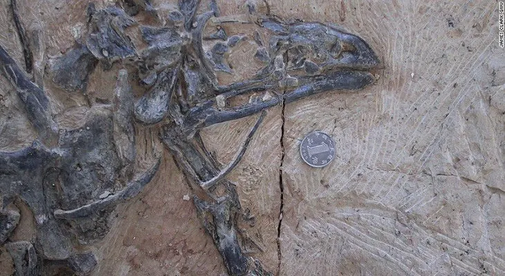 ¿Por qué las aves tienen picos pero no dientes? Este dinosaurio podría tener la respuesta