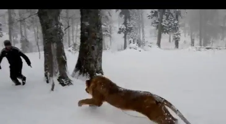 Sin preocupación: Juega con un león como si fuera un perrito 