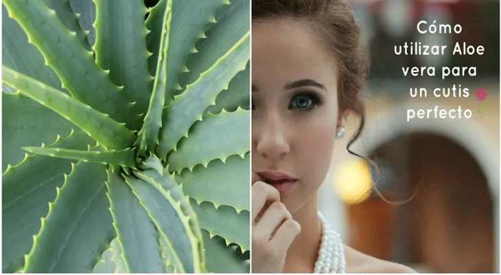 El aloe vera erradica todas las arrugas e imperfecciones del rostro. Genial, mira la receta....