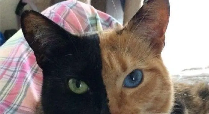 Una gata con "dos caras" se vuelve viral 