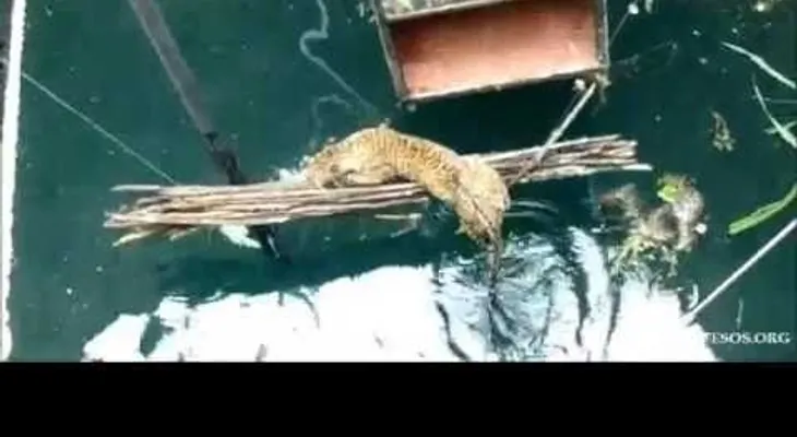 Rescatan a un leopardo que se ahogaba (VIDEO)
