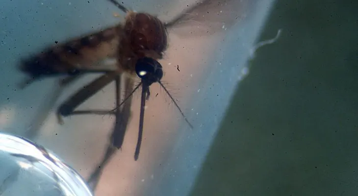 Aerolíneas de EE.UU. permiten a su personal evitar vuelos a zonas afectadas por el zika